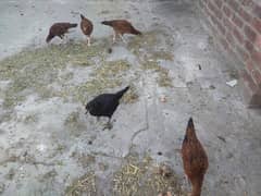 5 Aseel female Hens