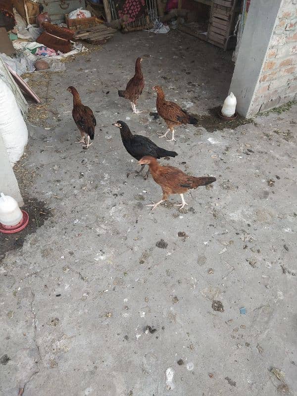 5 Aseel female Hens 1