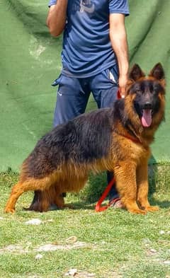 German shepherd proper long coat 6 month male for sale