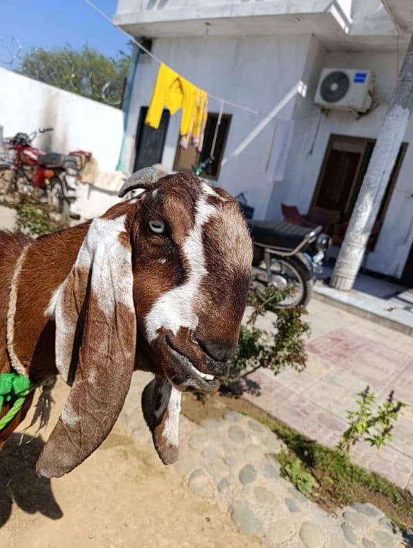 Nagari goat 0