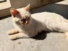 White Furry Persian Cat