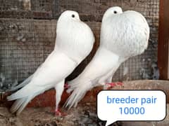 fancy pigeon | kabutar| Jacobin|  frillback saddle | amarican fantail|