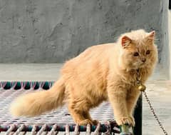 persian Cat for sale