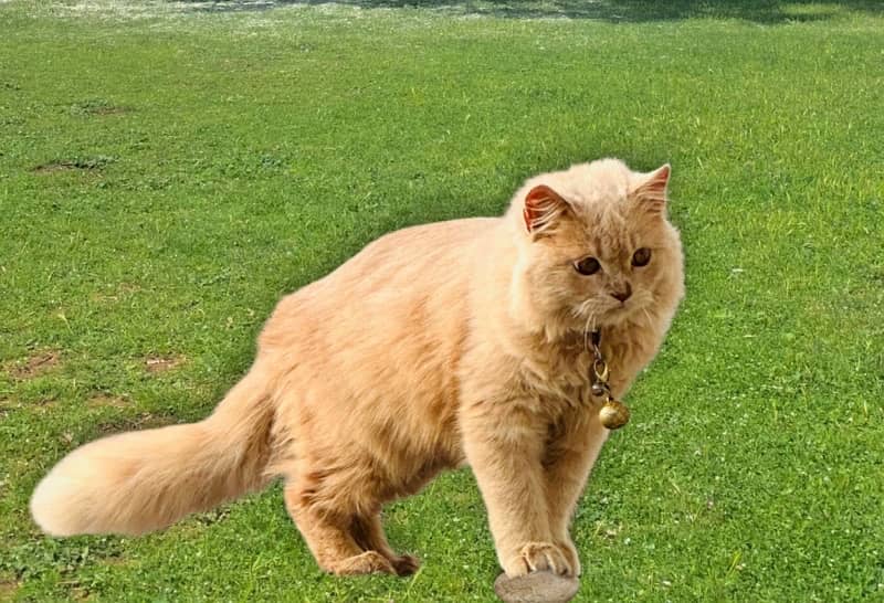 persian Cat for sale 1