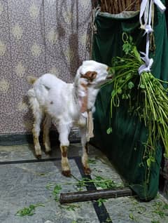 baby goat