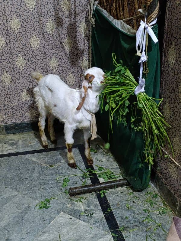 baby goat 1