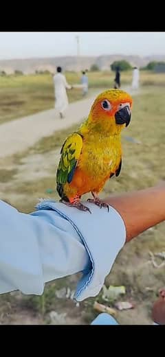 Sun conure