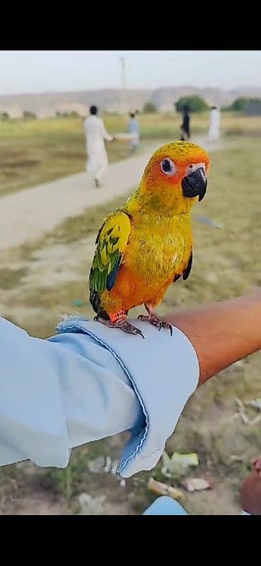 Sun conure 0