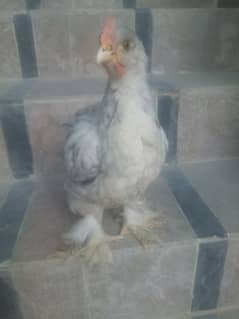 3 month blue buff chick