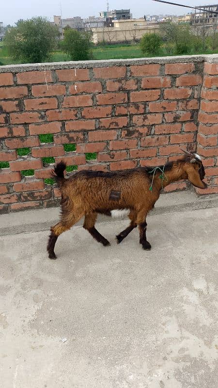 bakri for sale. 0