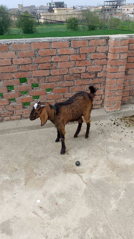 bakri for sale. 1