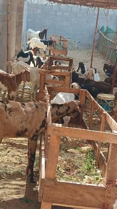 goats Male/Female, For Breeding, Qurbani