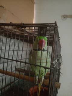 raw parrot