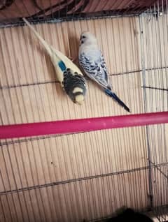 Tcb Budgies Australian Bajri Breeder pair