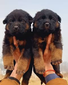 German shepherd pair / Double Coat / GSD