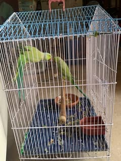 Parrot for sale