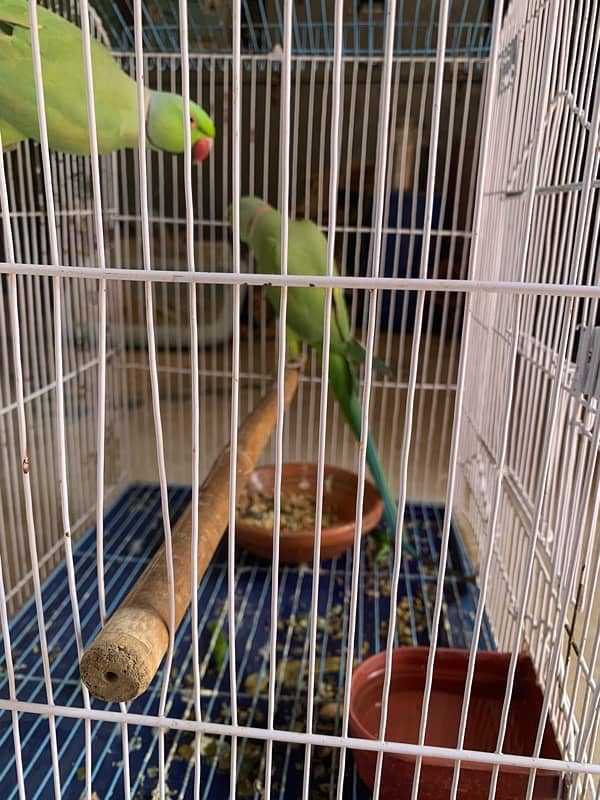 Parrot for sale 1