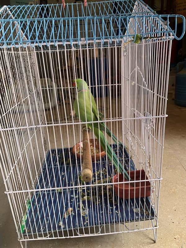 Parrot for sale 2