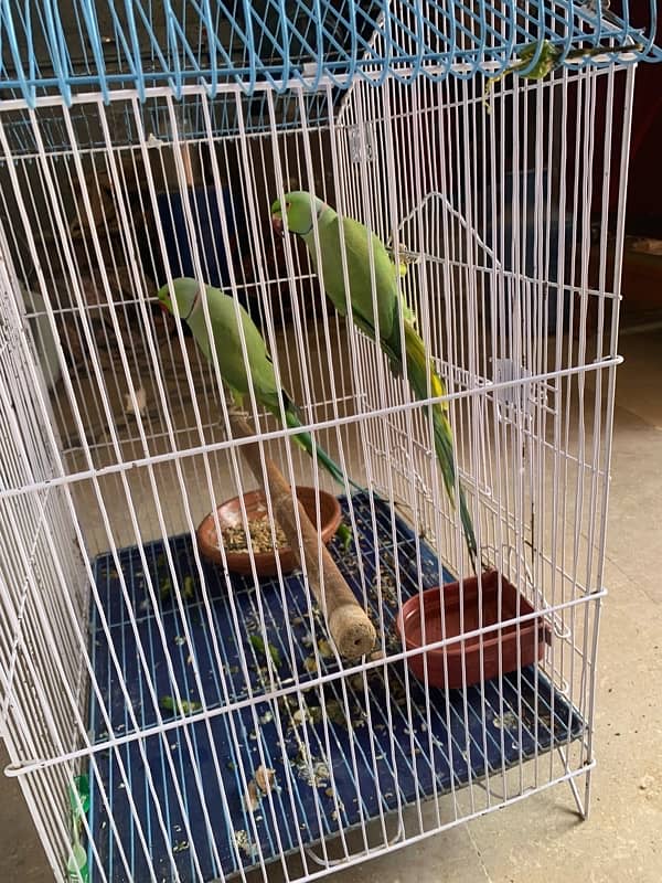 Parrot for sale 3