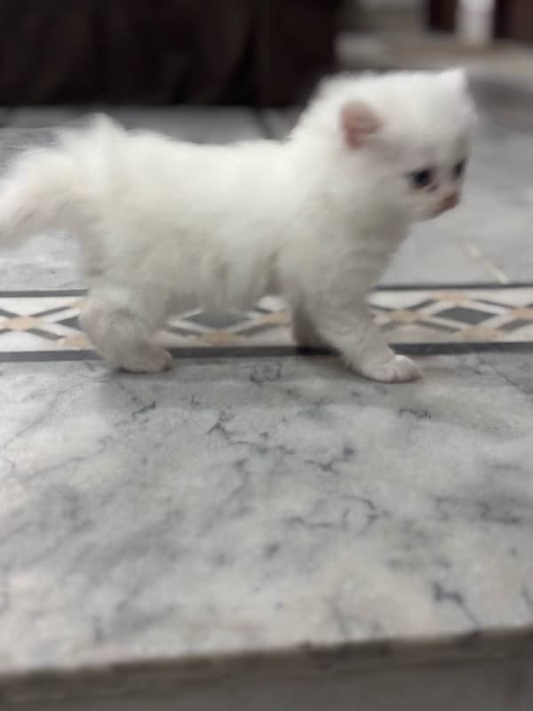 persian kitten 1