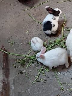 pair available red eyes white rabbits