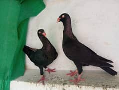 Fancy pigeons