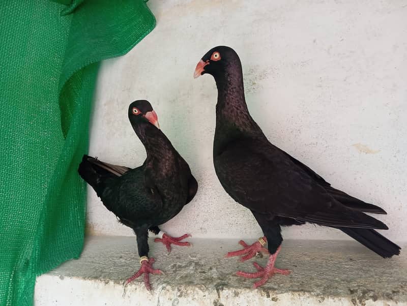 Fancy pigeons 0