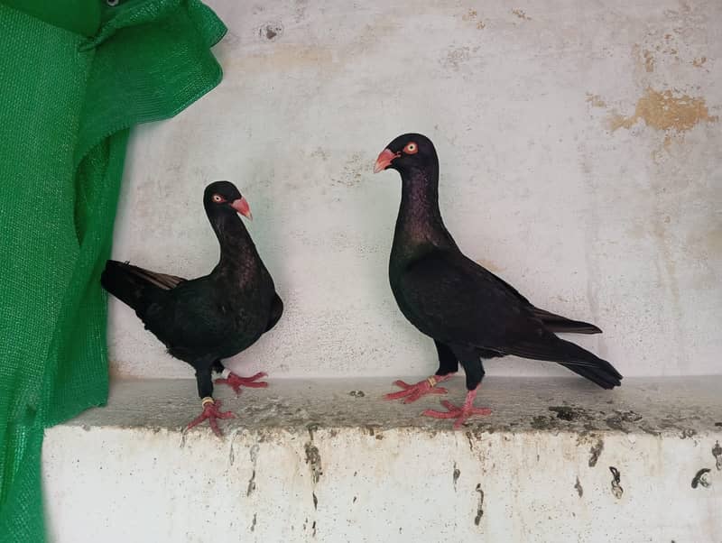 Fancy pigeons 1