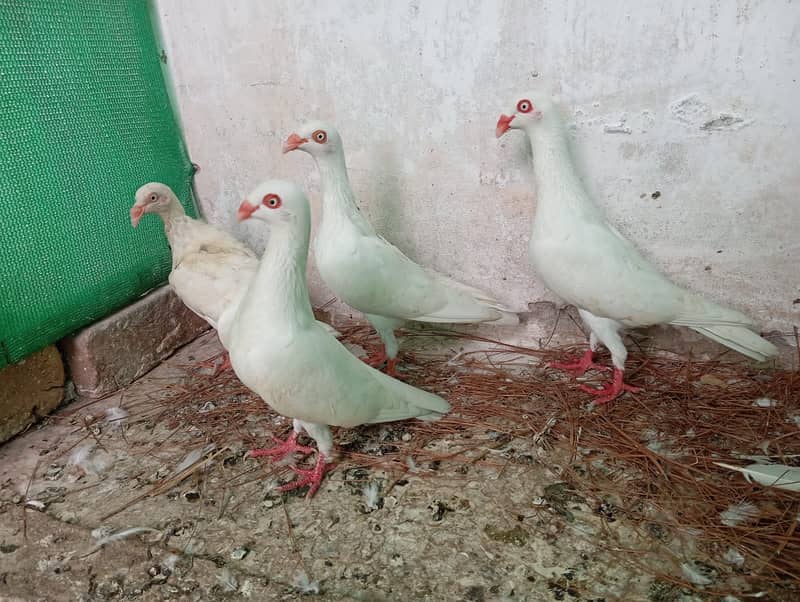 Fancy pigeons 2