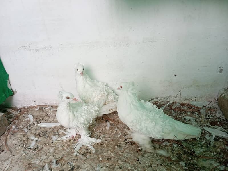 Fancy pigeons 5