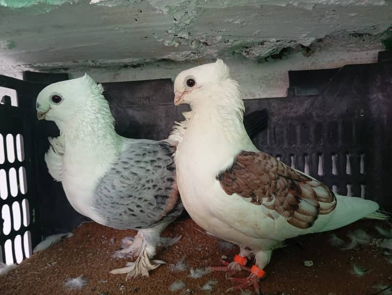 Fancy pigeons 6