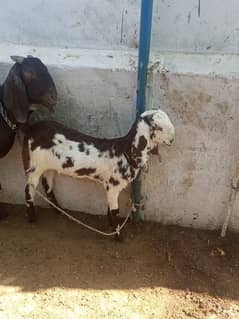 beetal bakri or sath me path for sale