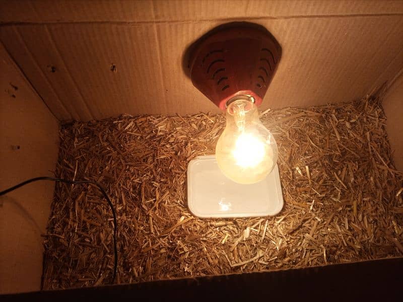 Homemade Incubator 1