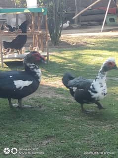 Muscovy duck