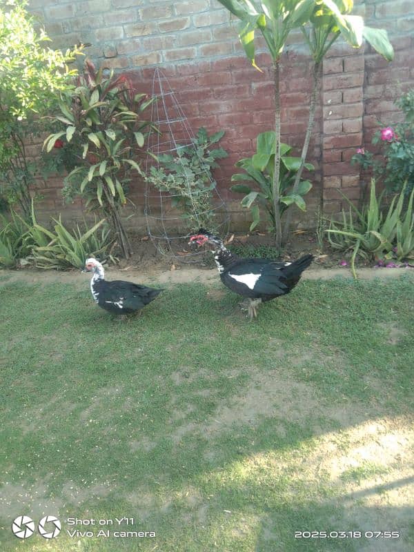 Muscovy duck 1