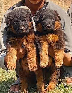 German shepherd puppies available for sale