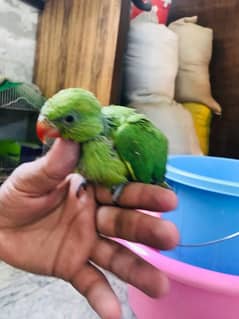 parrot baby 2 month