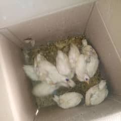 farmi chiks for sale