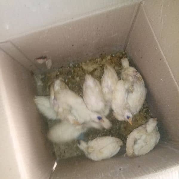 farmi chiks for sale 0