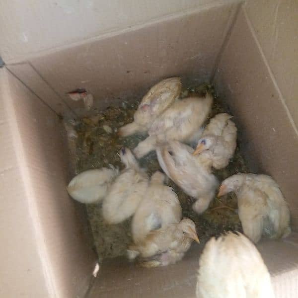 farmi chiks for sale 1