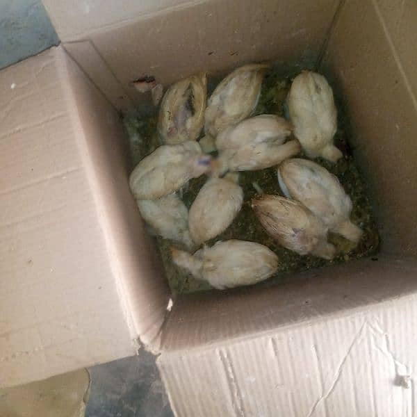 farmi chiks for sale 2