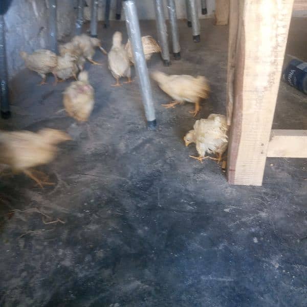 farmi chiks for sale 3