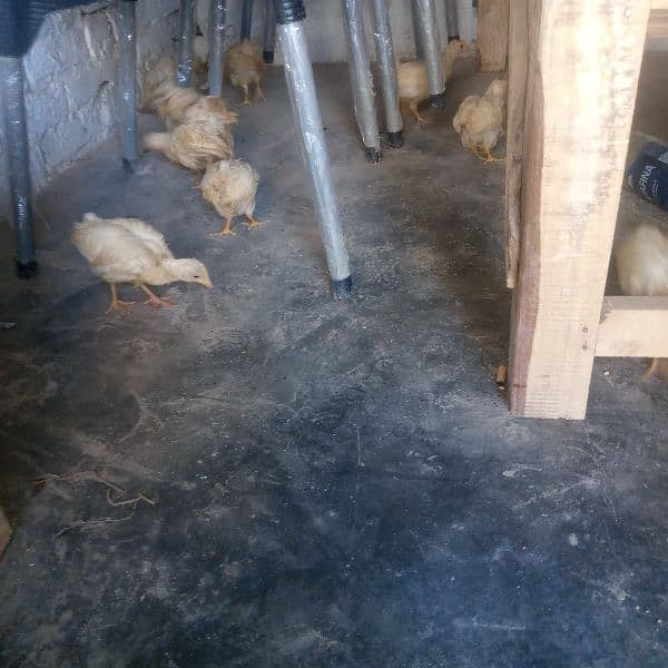 farmi chiks for sale 4