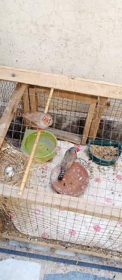 Breeding Pair of Zebra Finches for Sale – Active & Laying Eggs!