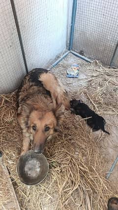 single coat German Shepard puppy