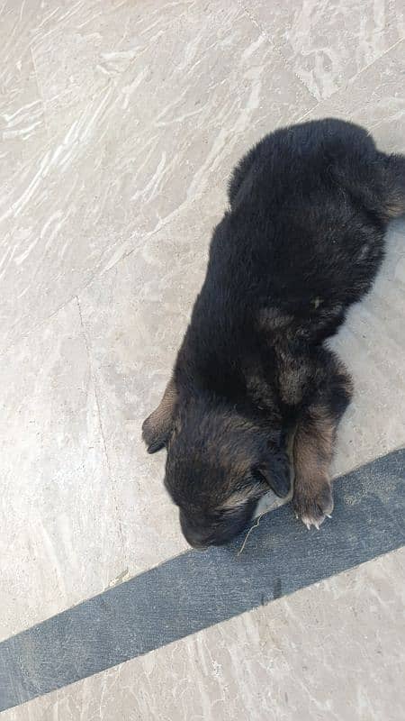 single coat German Shepard puppy 6