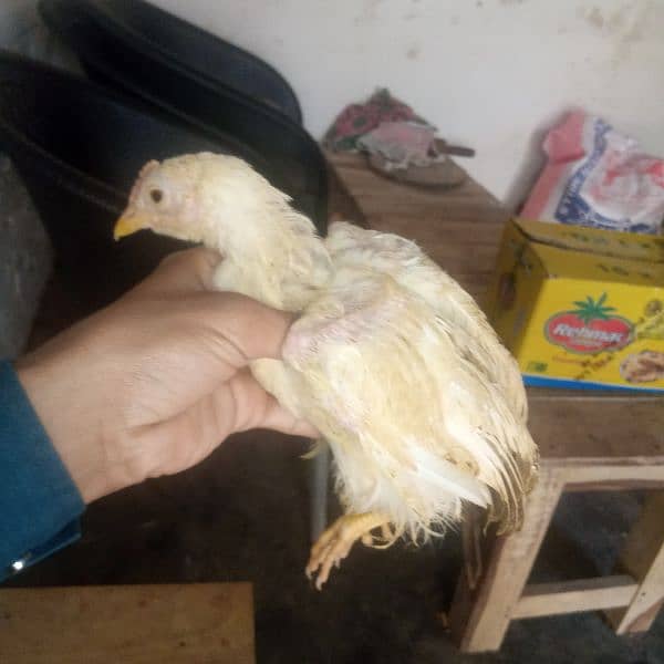 farmi chiks for sale 5