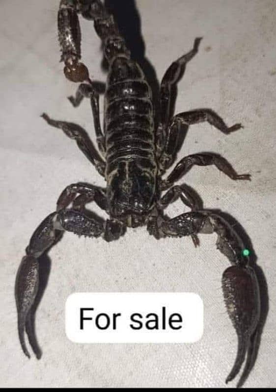 for sale 0