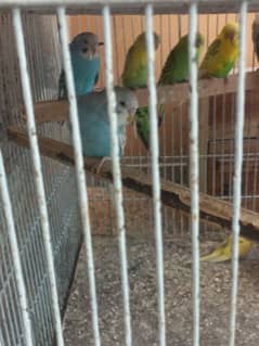 budgie breeder pair/per pice 600/chick per pice 500