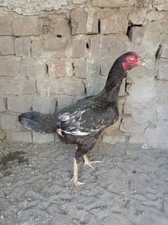 Aseel Hen for sale